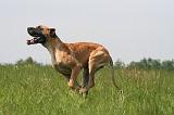 DOGUE ALLEMAND 498